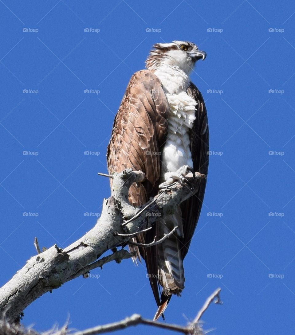 Osprey looking for something to eat