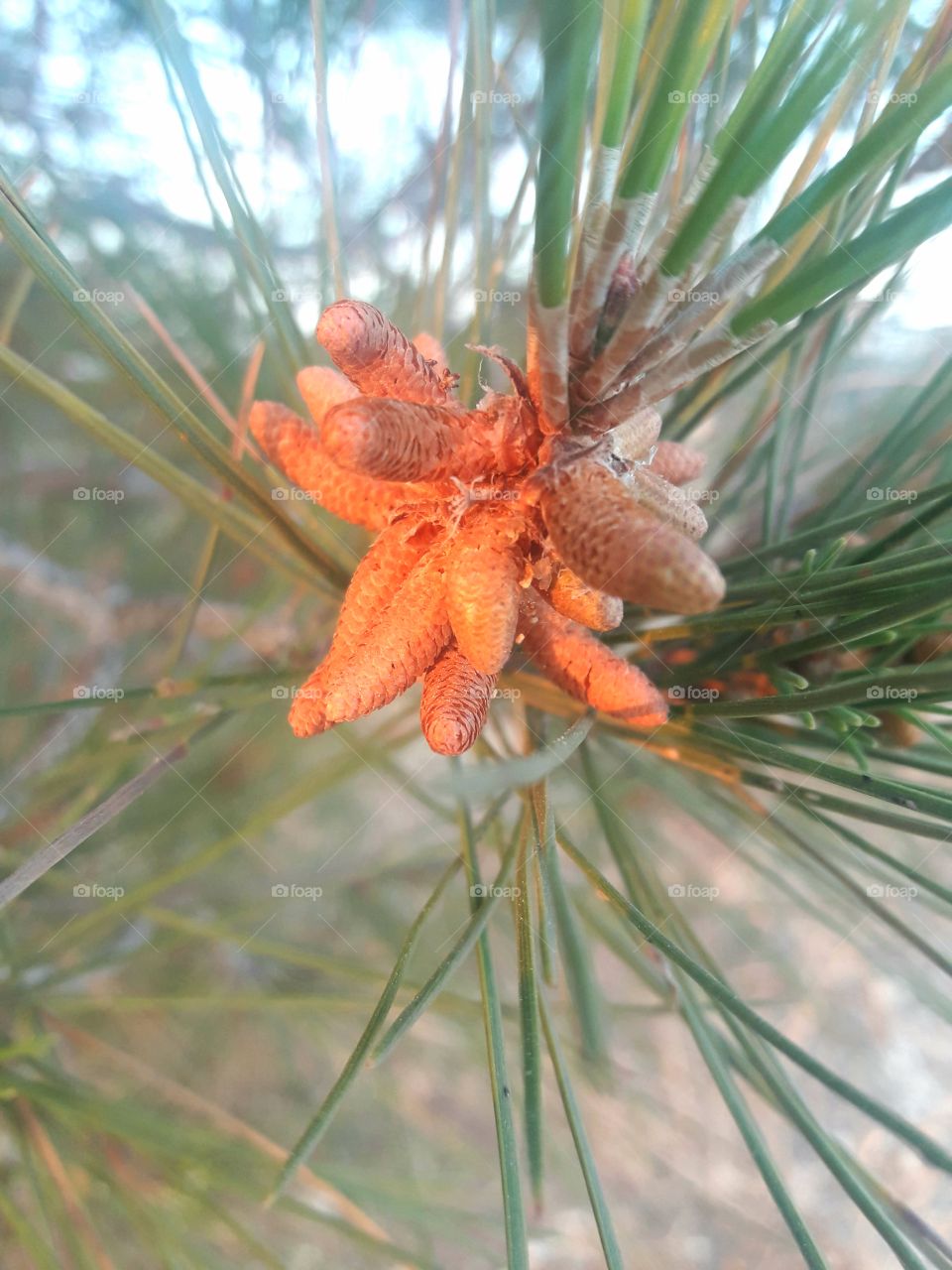 branch pine