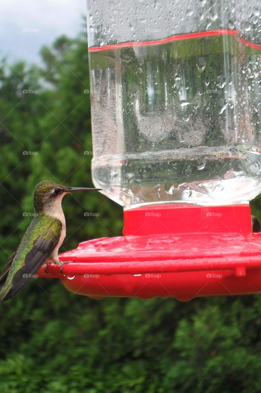 Hummingbird. I Could Have Reached out And Touched this Little Hummingbird..He Was That Close to Me!