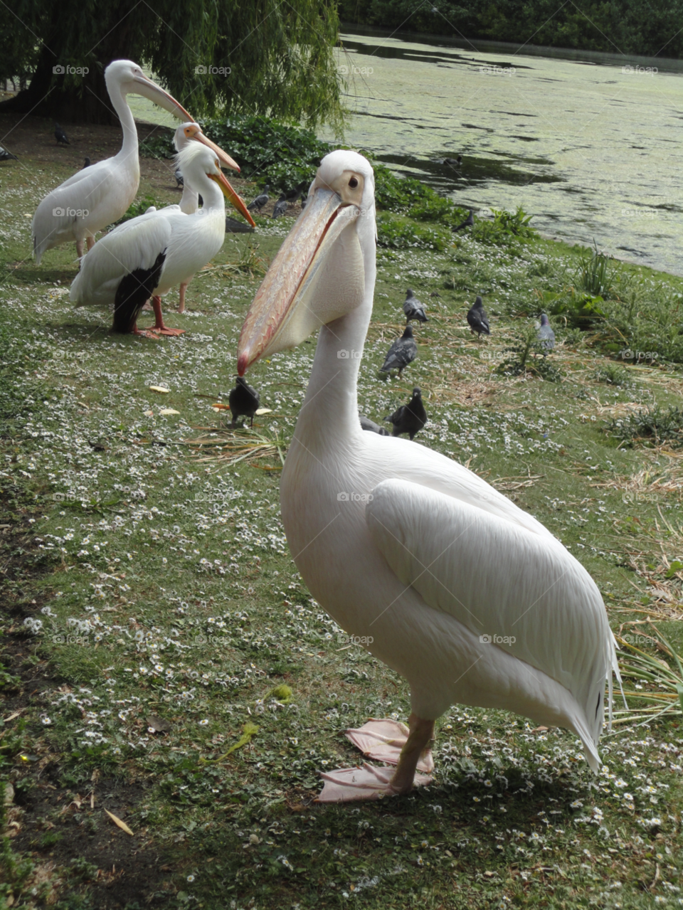 birds pelicans by maryj