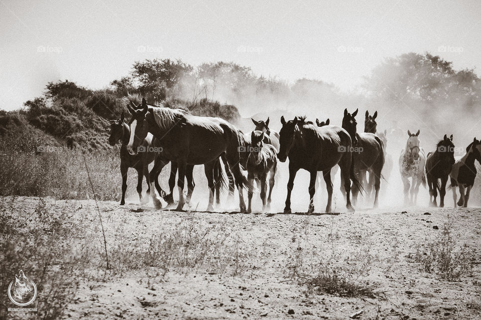 wild horses 🤪