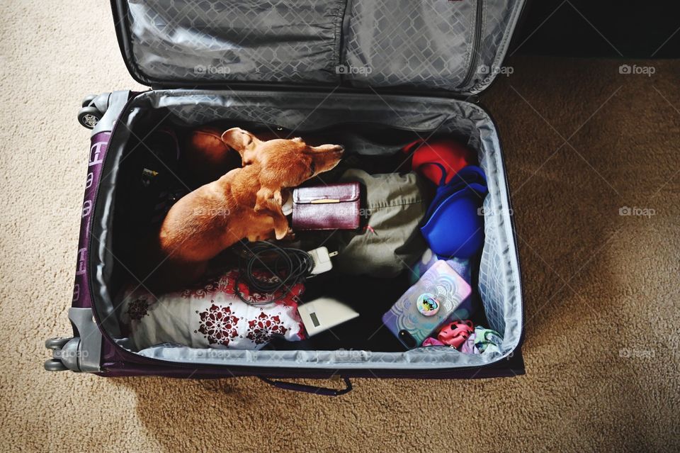 Boop wants to go on a vacation with the family.
