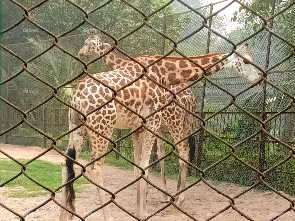 Alipur Zoo Kolkata