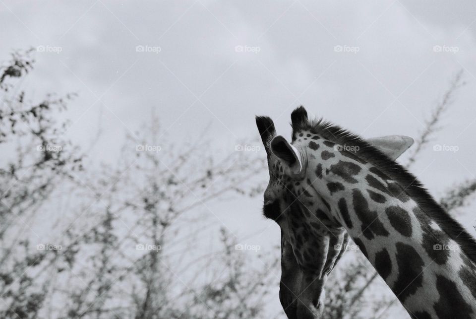 Photo Safari, Zambia