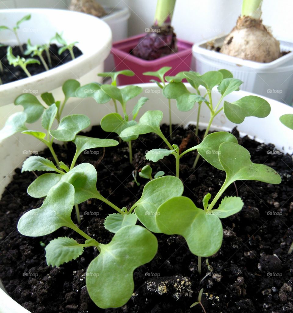 green plants spring gardening