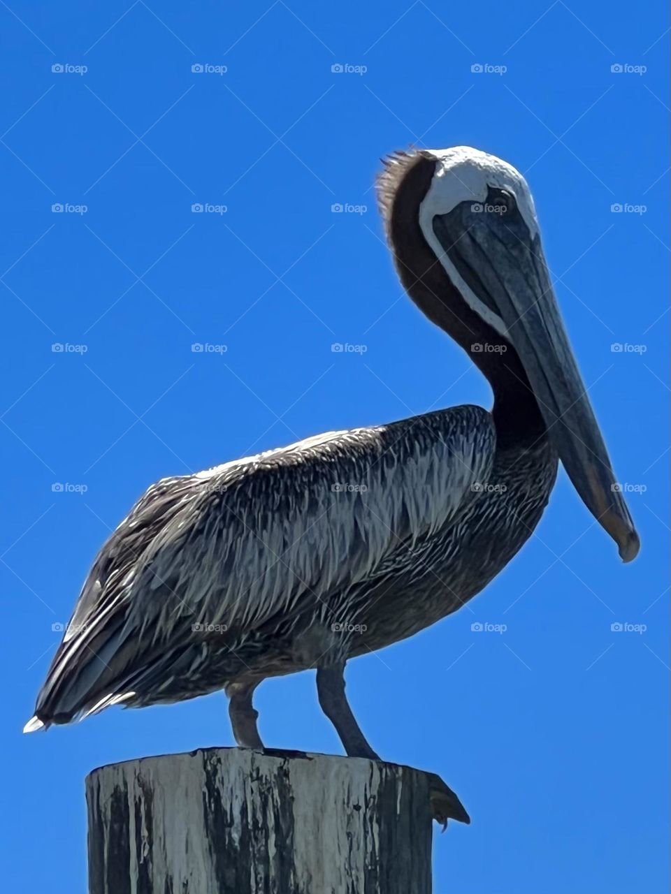 Editor’s choice. Closeup of a pelican, roosting on a piling in the ship channel while fishing 🎣