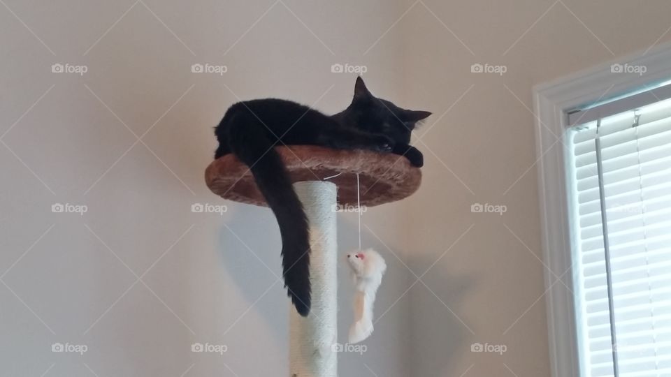 No Person, One, Bird, People, Indoors