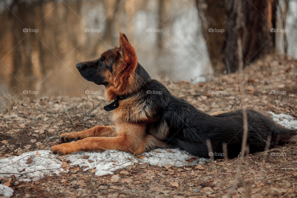 German shepherd young male dog walking outdoor at spring day