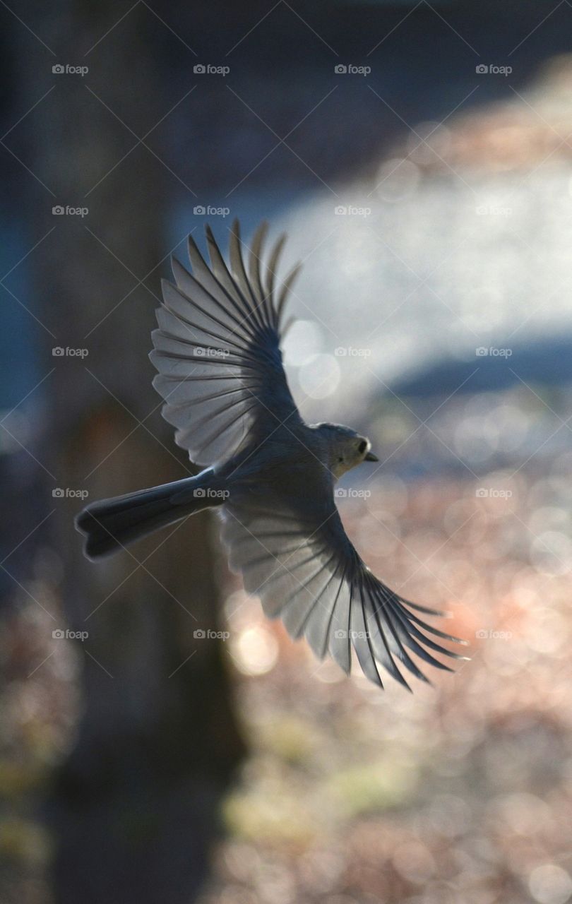 Flying Tufted Titmouse