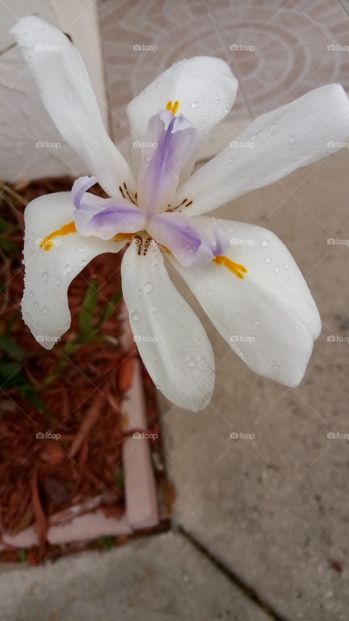 under rain flower