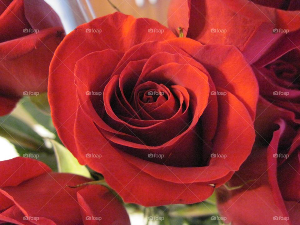 Rose, Romance, Love, Flower, Petal