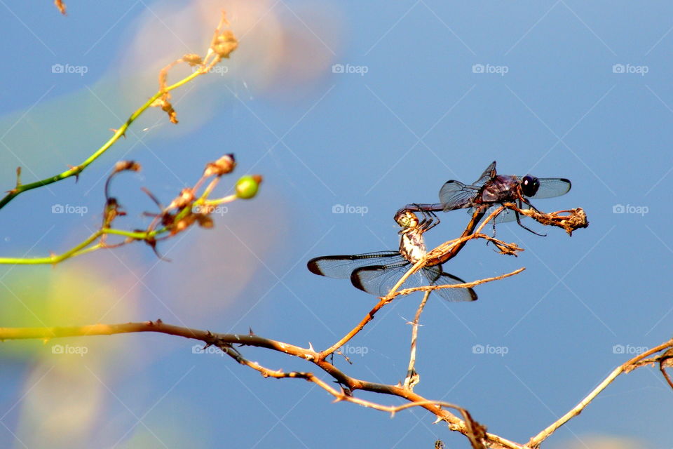 yin & yang / dragonflies