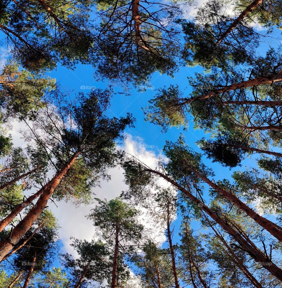 Autumn photo of the forest