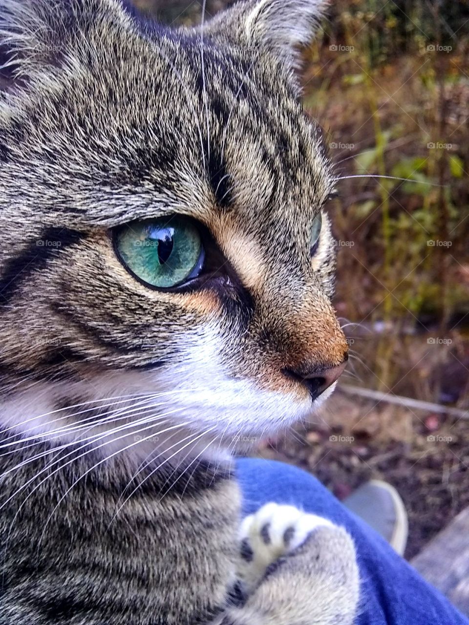 Close up of a cat with striking eyes