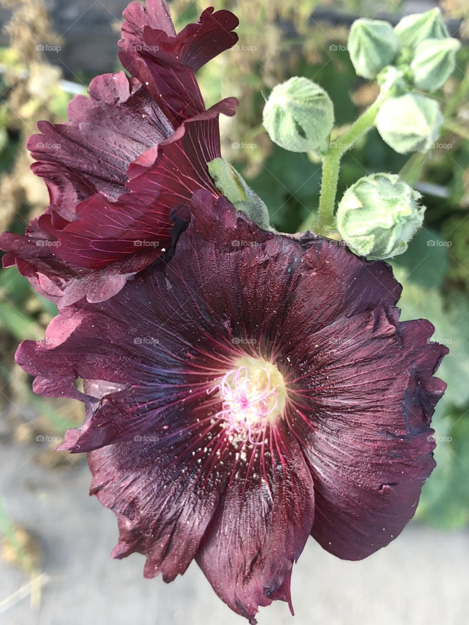 Maroon flower