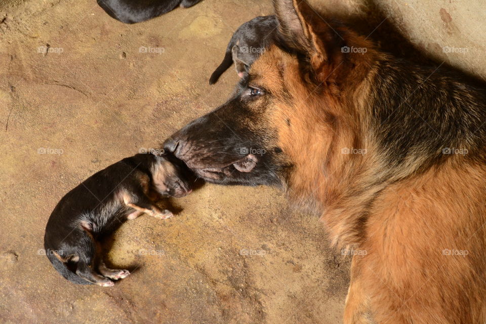 a german shepherd dog with her puppy