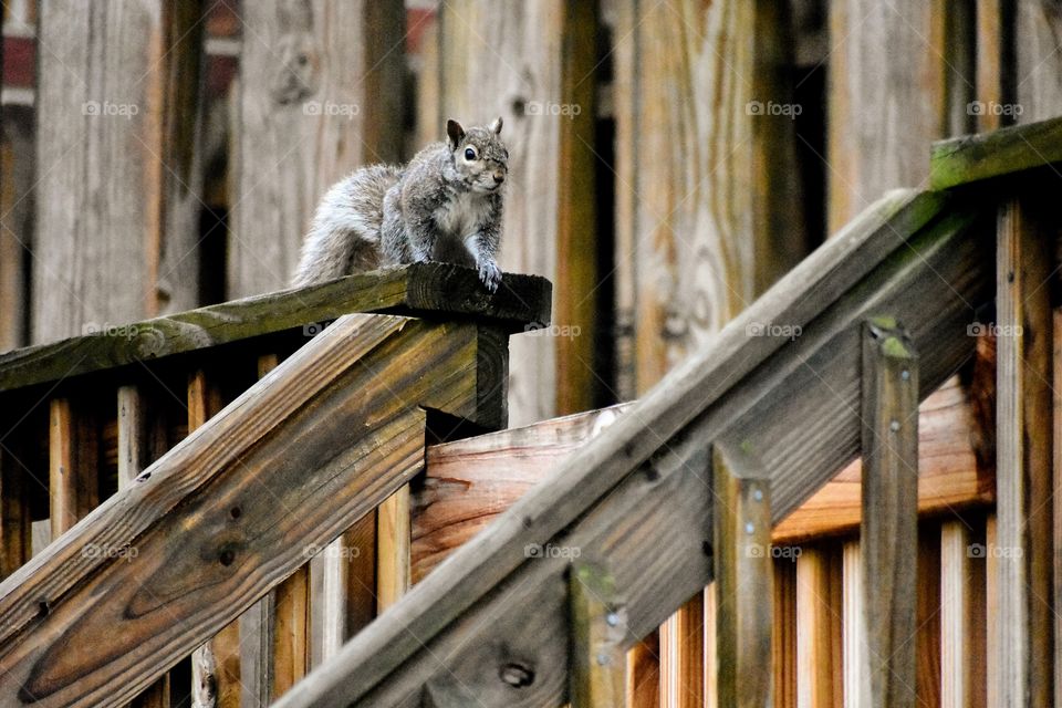 Squirrel playing on a wooden porch 