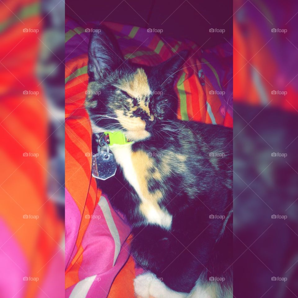 My beautiful kitty just laying next to me looking all cute and pretty with her colors 🥰