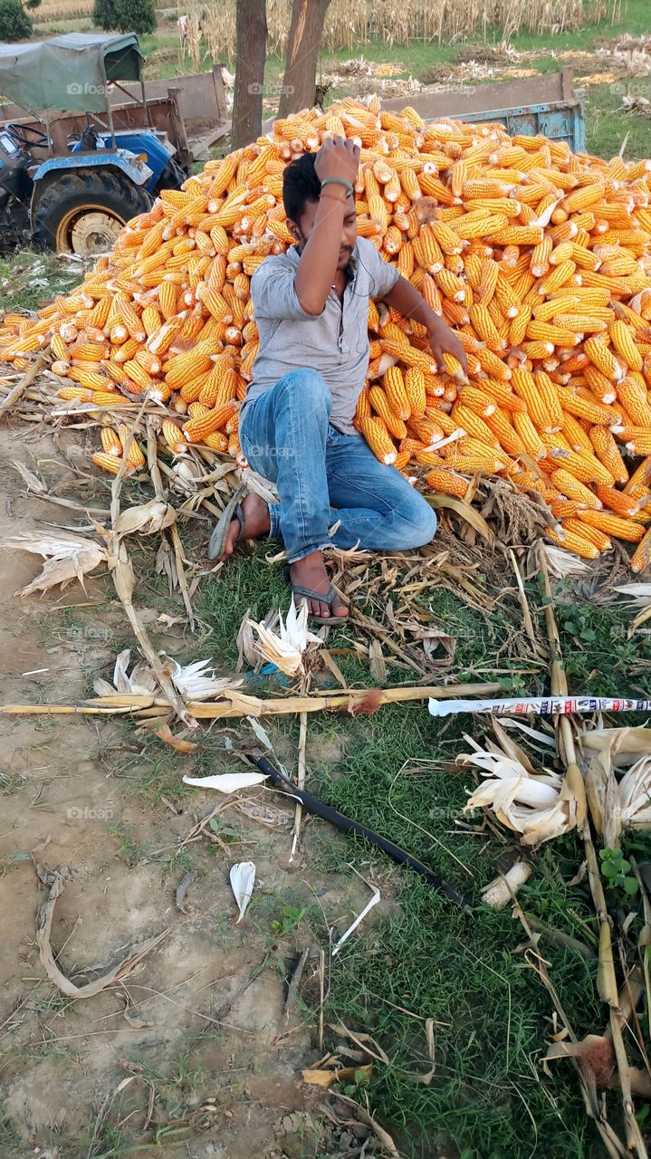 maize farming