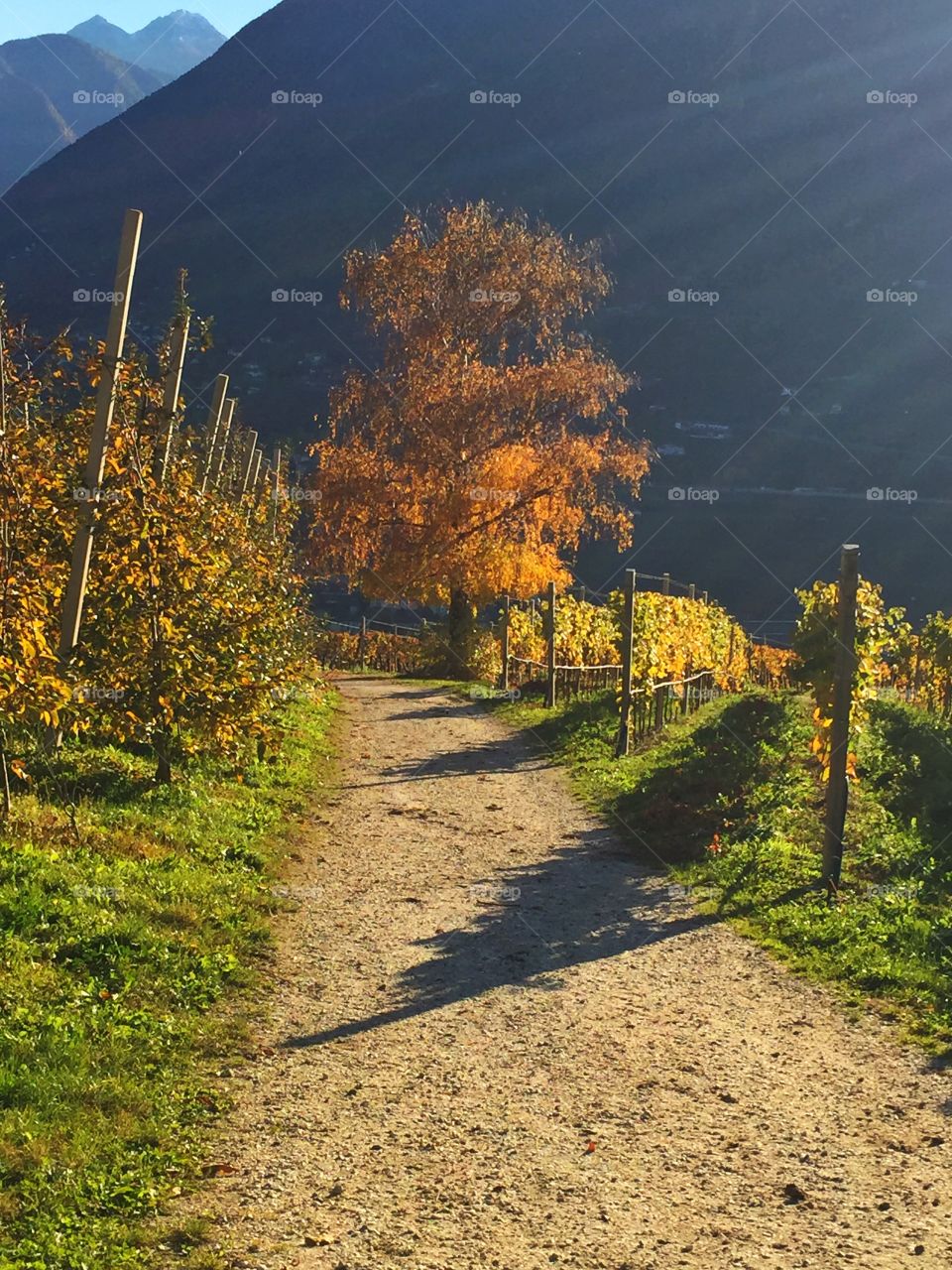 Footpath in South Tyrol during autumn