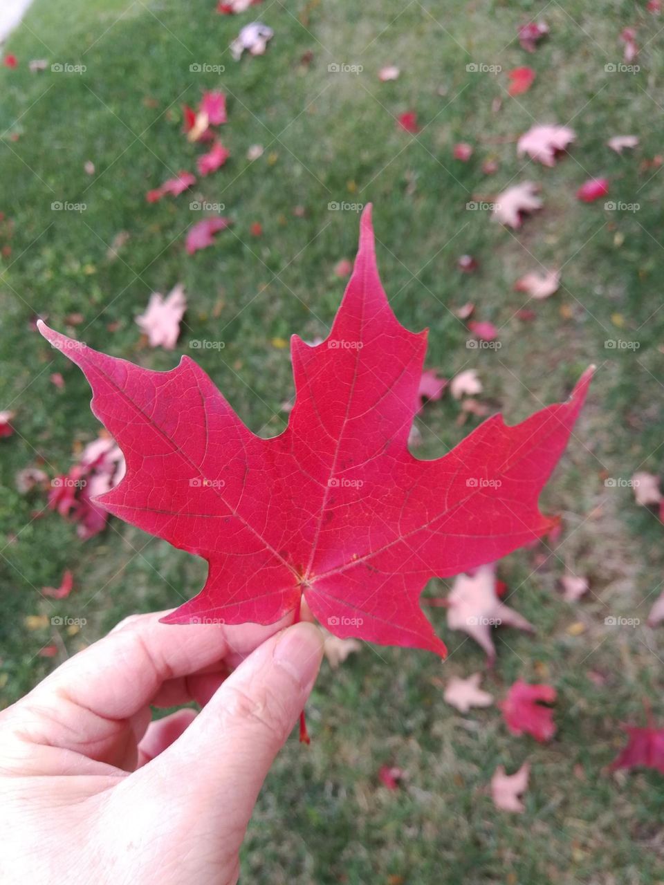 a beautiful leaf