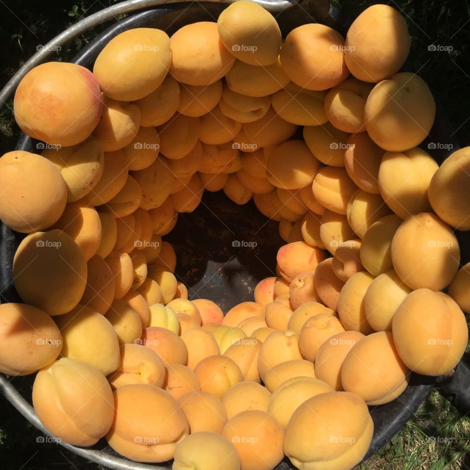 Apricots 