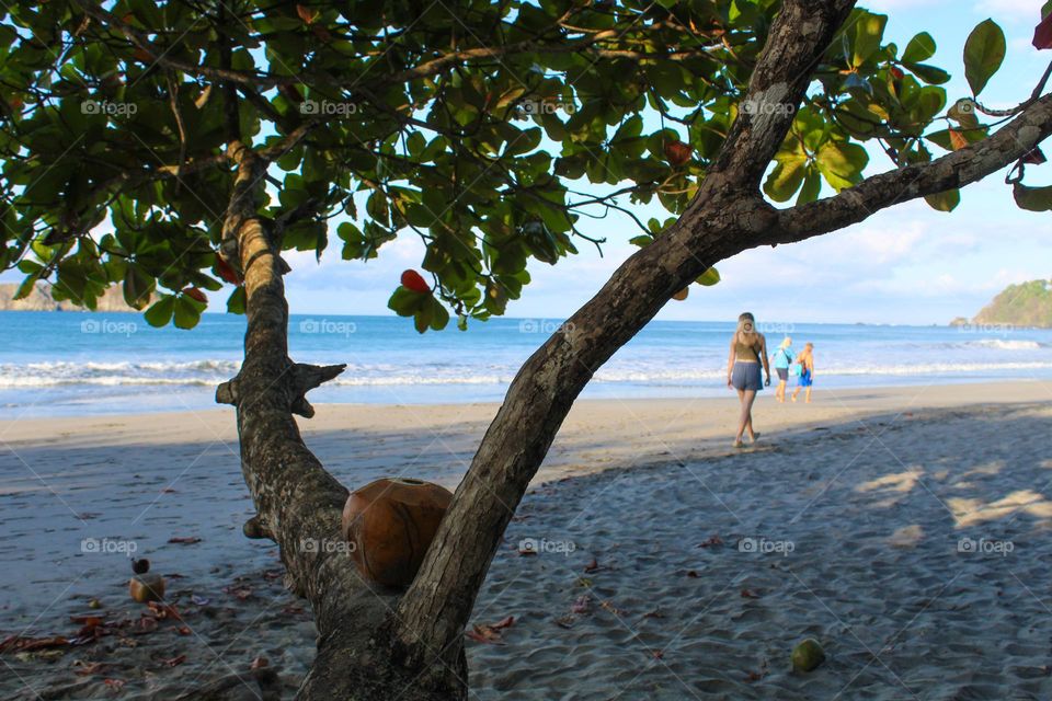 A view through the branches of a tree to a lovely sandy beach with walkers . Summer landscape