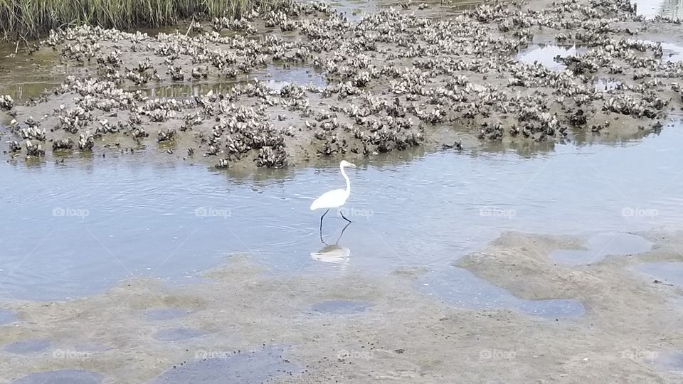 Bird on the Marsh