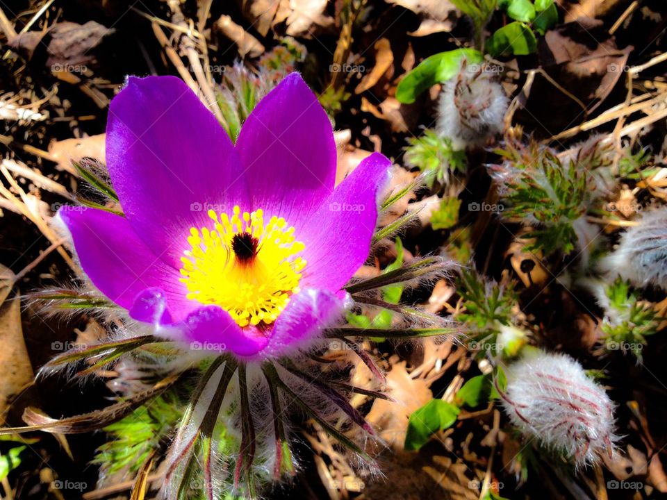 Pasqueflower 