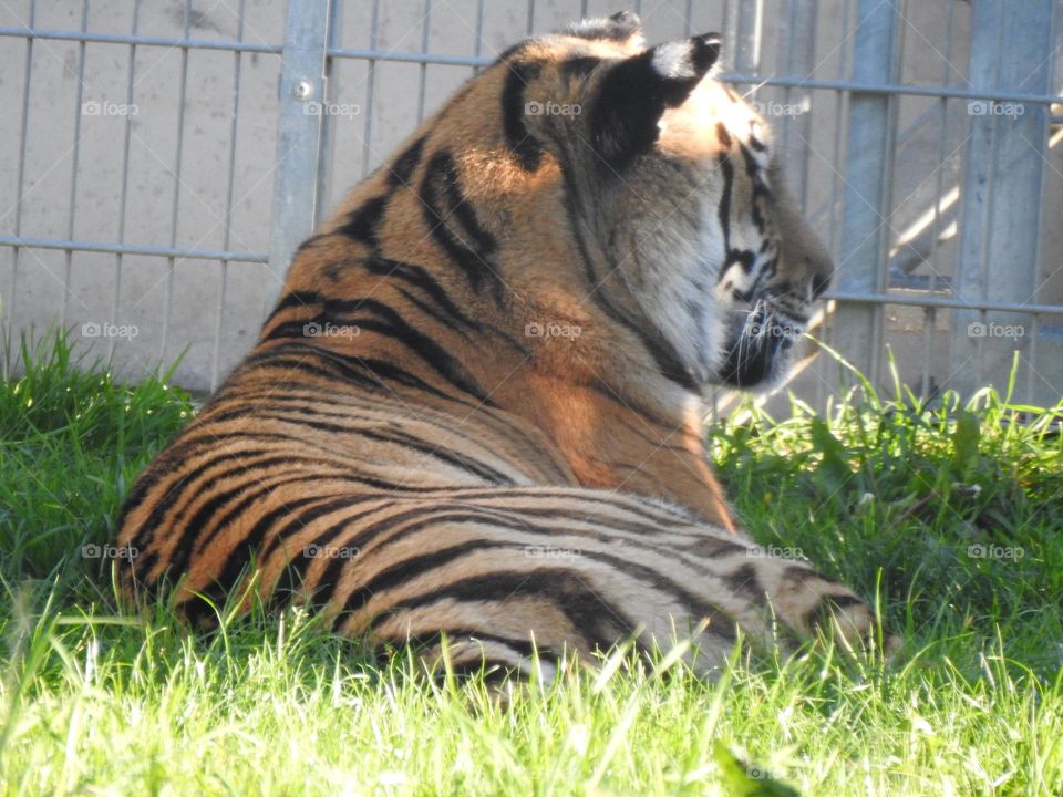 A close up of a tiger