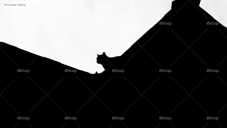 Cat On a Roof