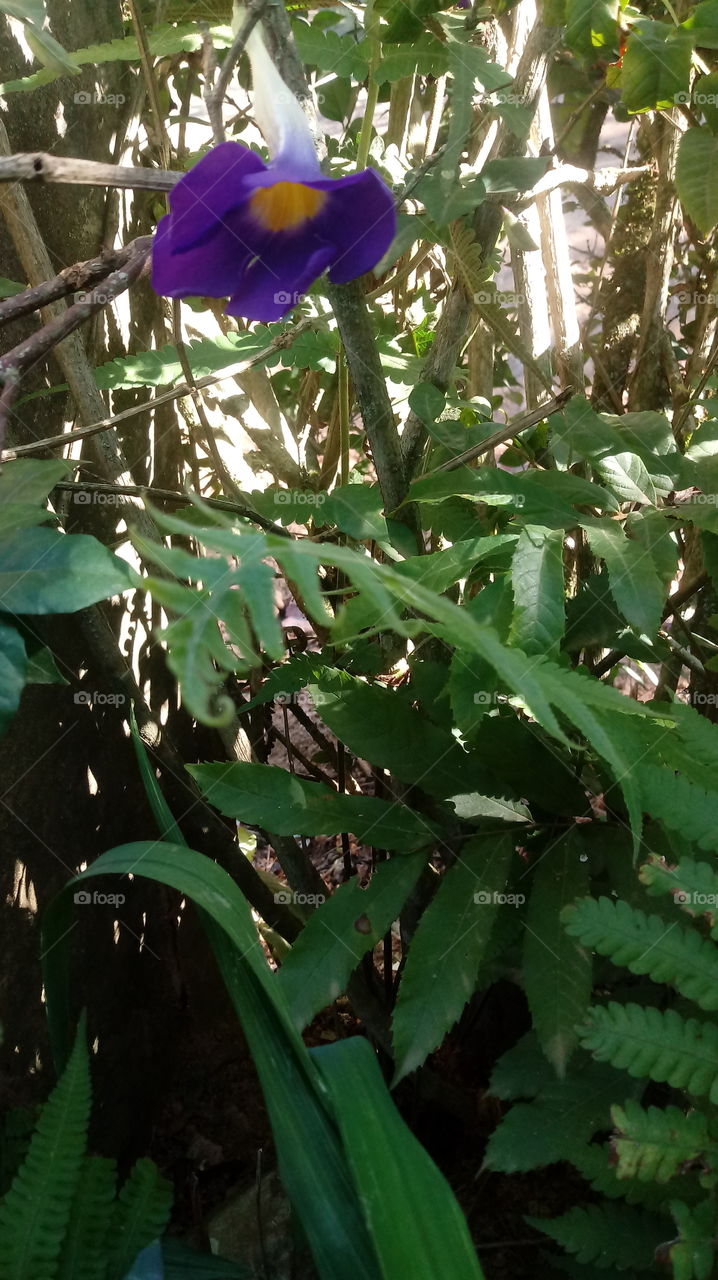 FOLHAGEM VEGETARISCH