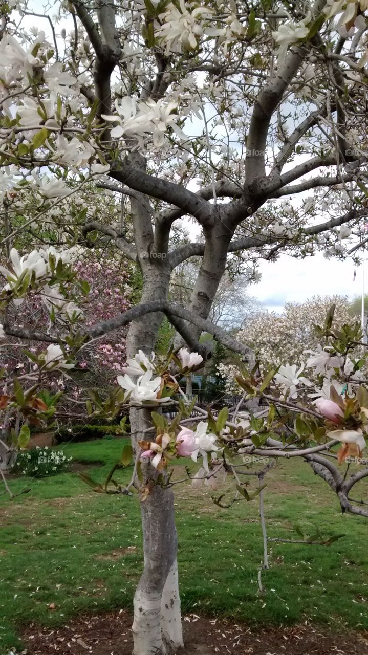 Flowering trees showing signs of spring