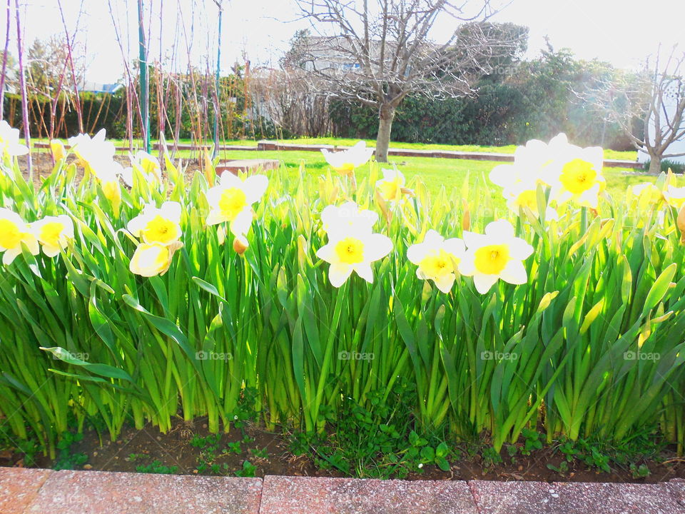 Daffodil row in yard