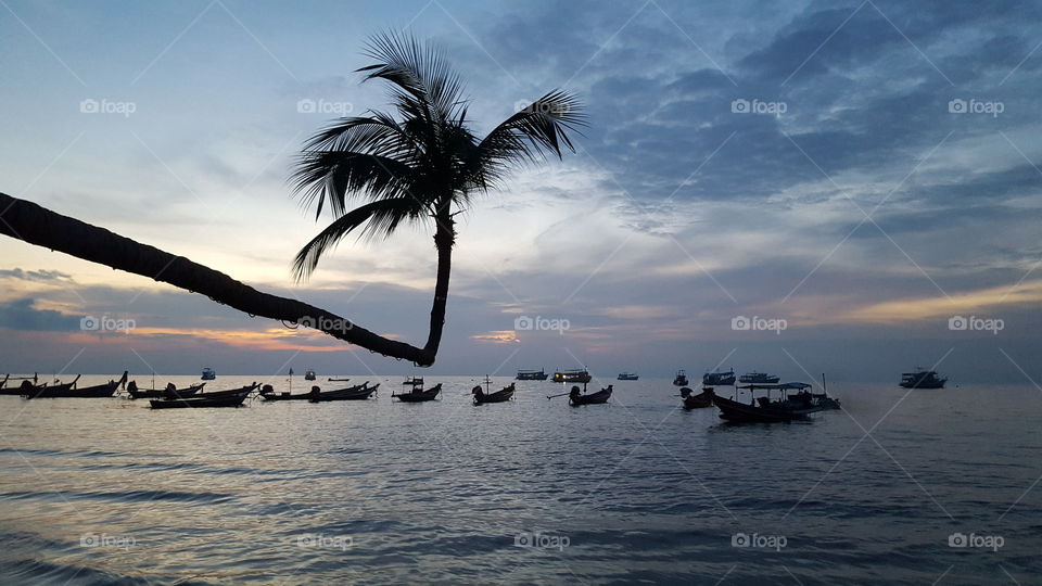 Palm tree above the sea