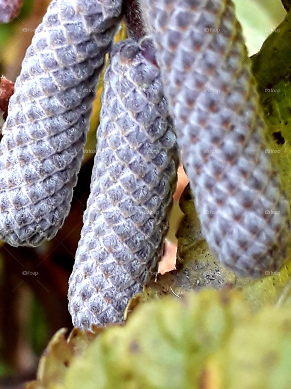 close-up of gray hazel flower buds