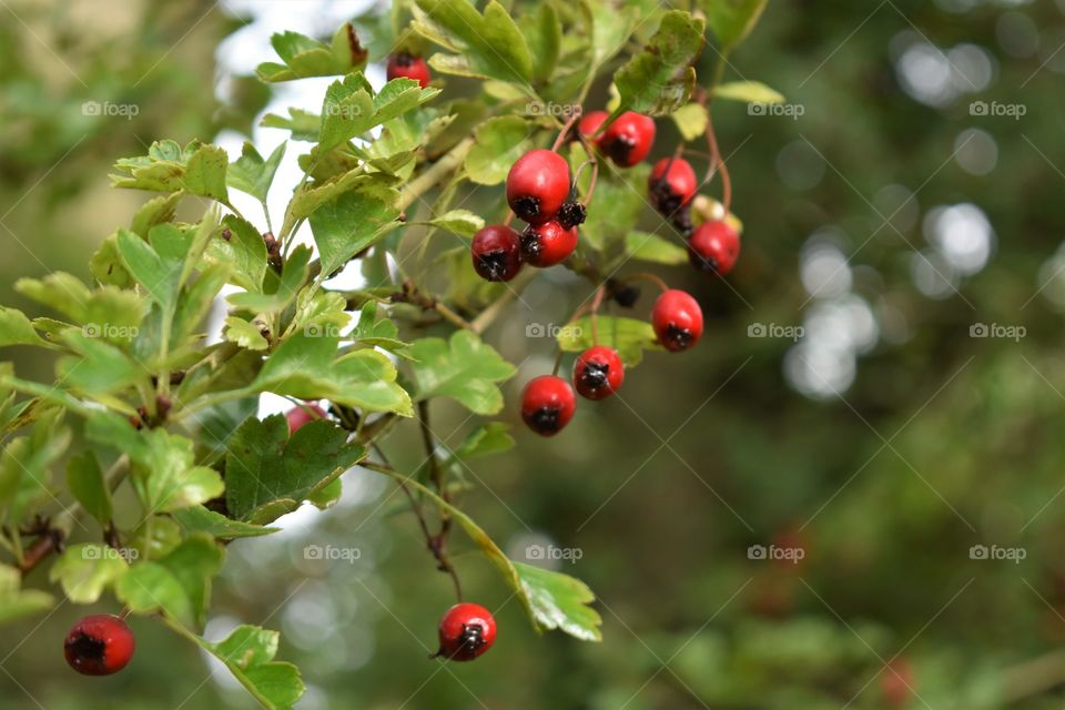 Autumn red berries