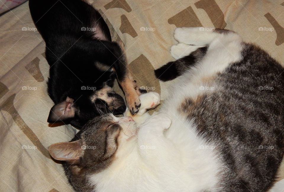 A cute chihuahua and a cat want to sleep near each other
