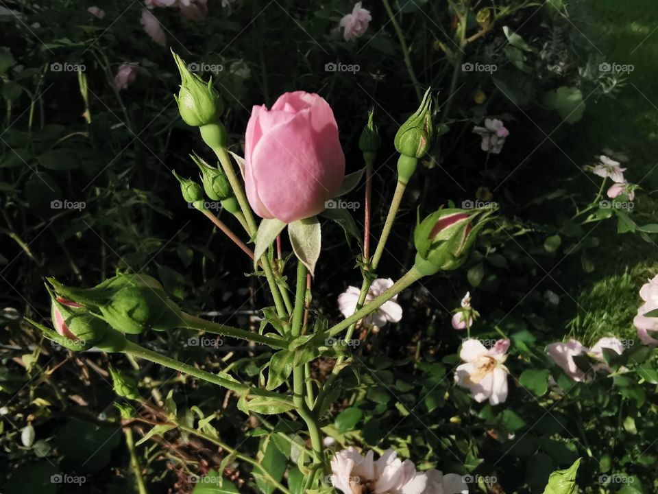 Rosenknospen im Morgenlicht