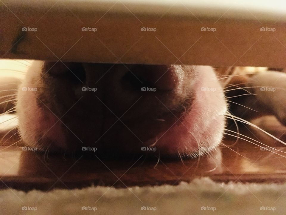 Whatcha doin’ in there?🐶