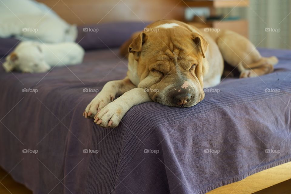 Portrait of dog sleeping on bed