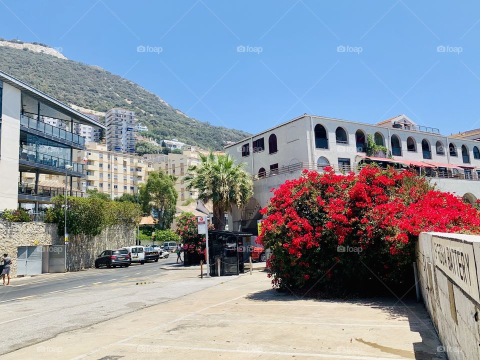 Beautiful bougainvillea 