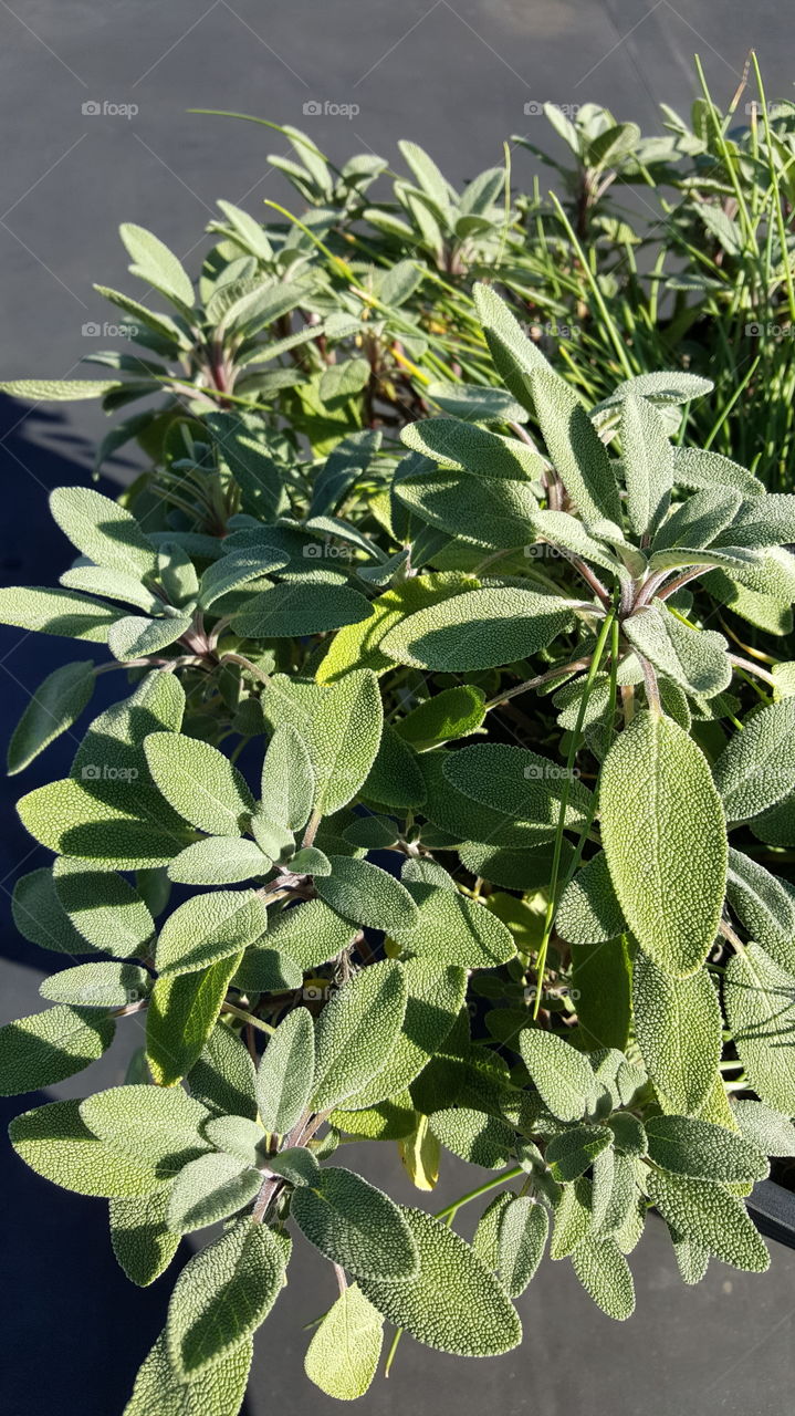 sage again, but closer this time! what lovely shadows.
