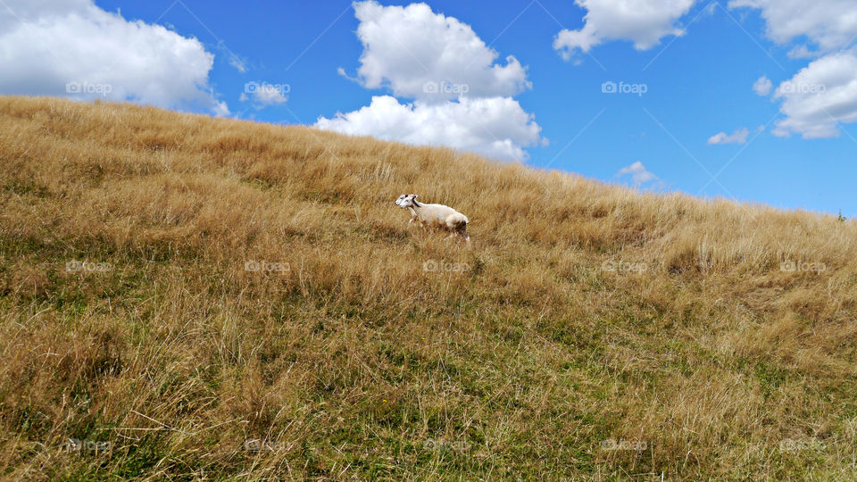 Sheep and Blue Skies in New Zealand. Waitomo, NZ, February 2015