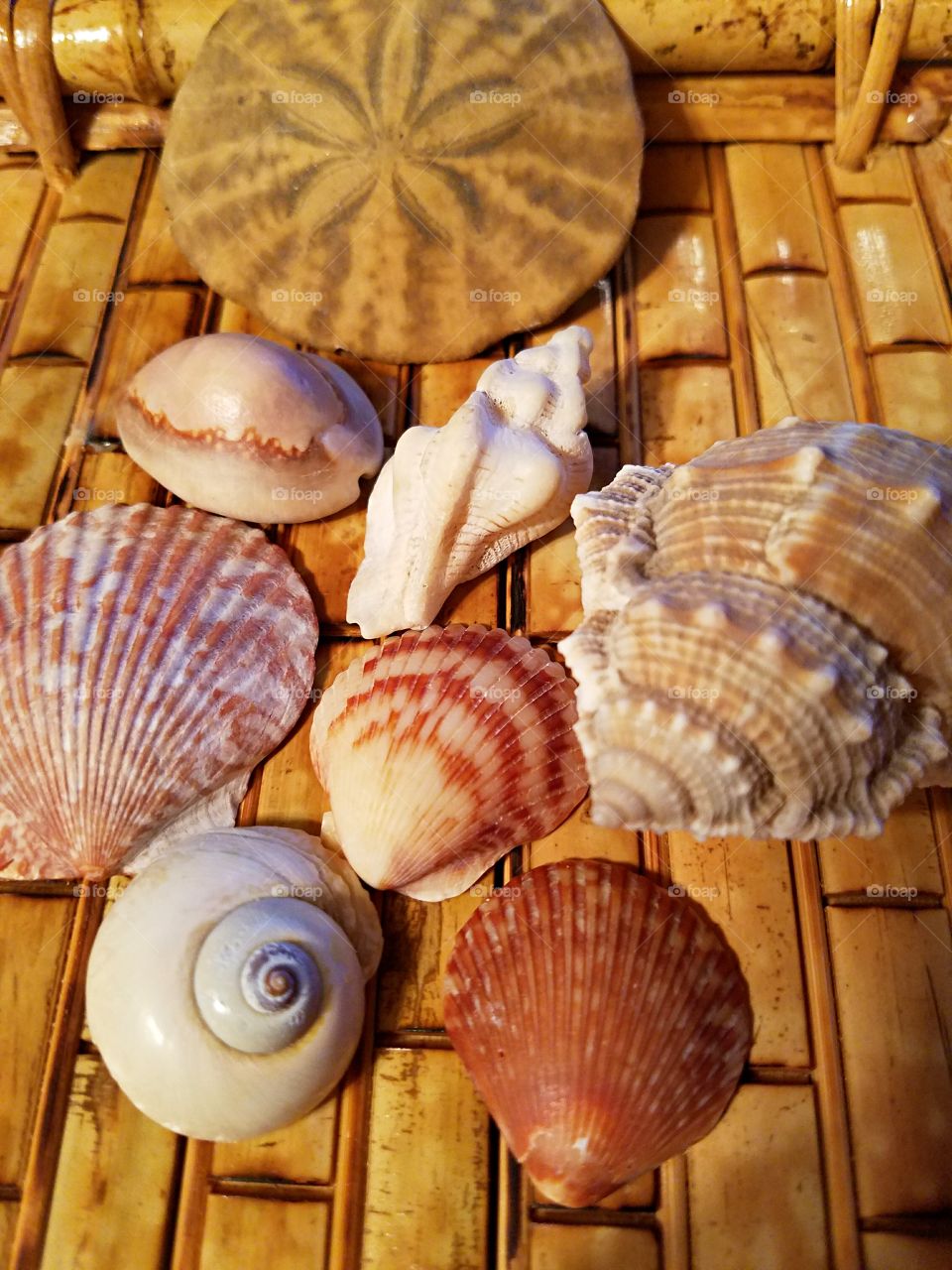 Collection of various sea shells