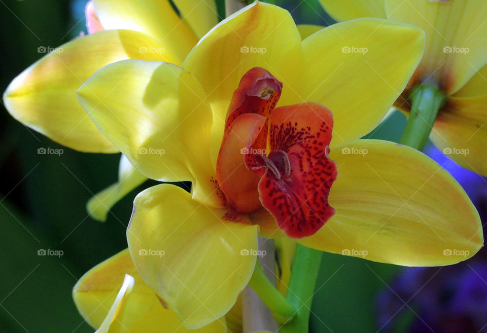 Orchidea de Brasile