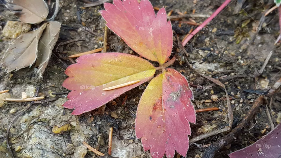 Fall