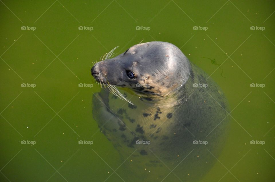 High angle view of seal in water