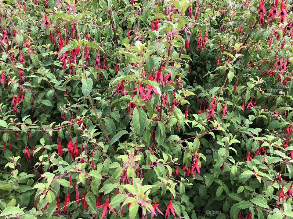 A grand showing of fuchsia to delight visits and locals to this lovely Devon Park in the UK  