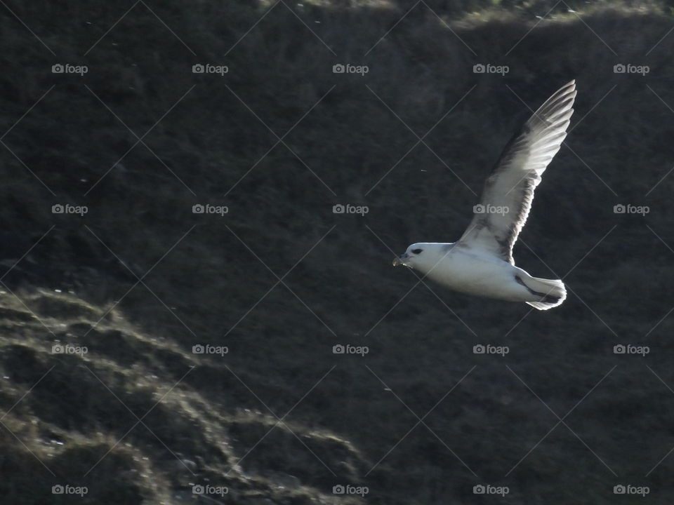 Seagull (fulmar) flying 
